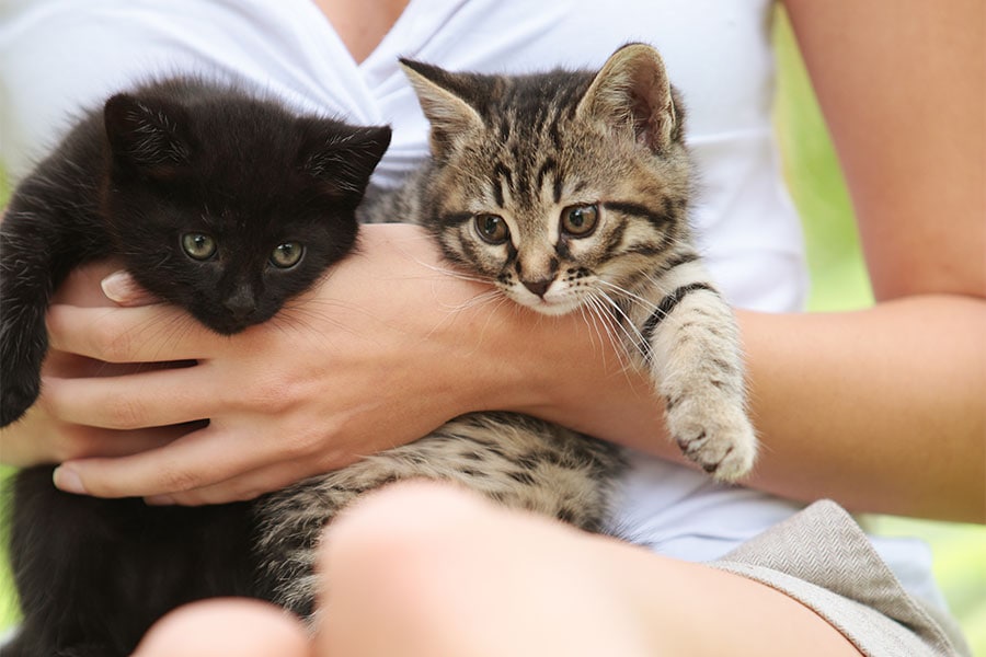 Let’s Talk About CATS! Pet Parade Plus Kingston Pet Care Services
