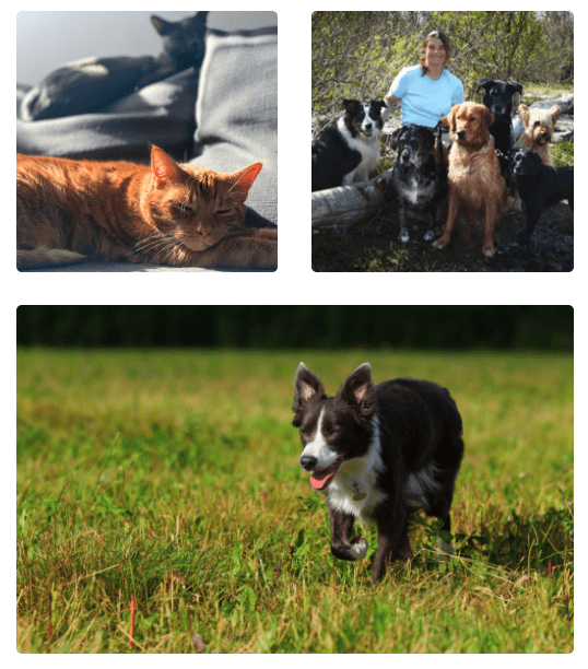 Pet Parade Plus Kingston Mobile